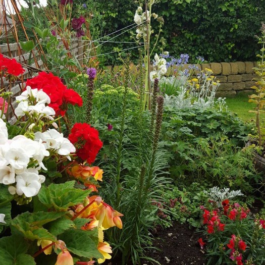 garden flowers