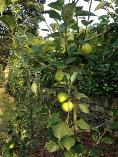 garden fruit